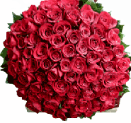 249 Red Roses